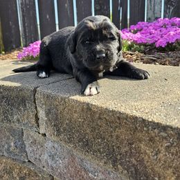 Walnut - Black Newfoundland puppy in Ohio from Vermillion Newfoundlands