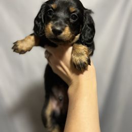Dachshund Puppies from Royalty Grove Dachshunds