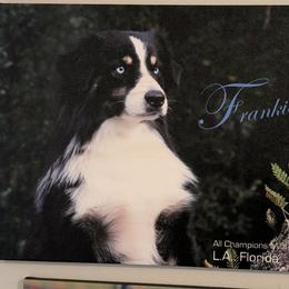 Frankie - Miniature Australian Shepherd