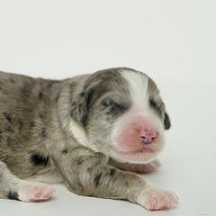 Storm - Merle Double Doodle puppy in Houston, Texas from Texas Castle Doodles