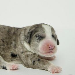 Storm - Merle Double Doodle puppy in Houston, Texas from Texas Castle Doodles