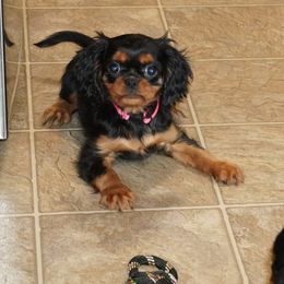Bubbles - Black and tan female Cavalier King Charles Spaniel puppy in Pleasant City, Ohio from cywood's ohio cavaliers