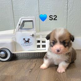 S2 - Red male Pembroke Welsh Corgi puppy in Jacksonville, Texas from ArmnalegRanch LLC