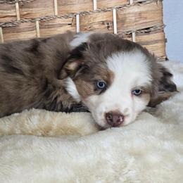 Lovie - Red merle female Miniature Australian Shepherd puppy in Paris, Texas from Blue Envy Mini Aussies
