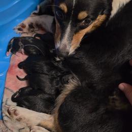 Boy 2 - Black and tan male Pembroke Welsh Corgi puppy in Middleburg, Florida from Mulkeys Little Corgis