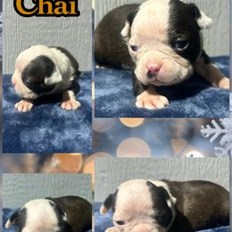 Chai - Black brindle and white male Boston Terrier puppy in Brazos Point, Texas from TX Southern Belle Bostons