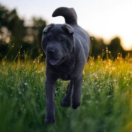 Envy - Chinese Shar-Pei