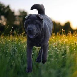 Envy - Chinese Shar-Pei
