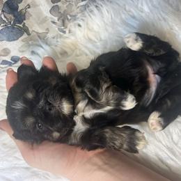 Girl 2 - Black and tan female Shih Tzu puppy in Tenino, Washington from Fantasy Realm Shih Tzus