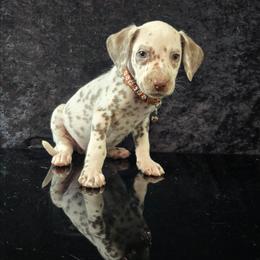 Thaye (LUA) - White and liver brown male Dalmatian puppy in Salem, Missouri from Paradise Spots Dalmatians