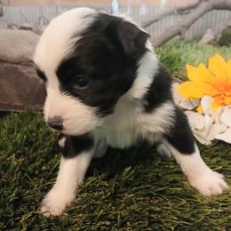 Sunny - Black & white female Miniature Australian Shepherd puppy in Penn Valley, California from Ghostfire Mini Aussies