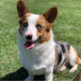 Stormie  - American Corgi