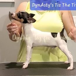 Toy Fox Terrier Puppies from DynAsty Toy Fox Terriers