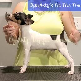 Toy Fox Terrier Puppies from DynAsty Toy Fox Terriers