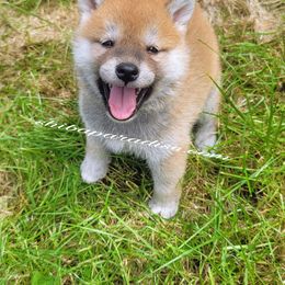Shiba Inu Puppies from Shiba Paradise