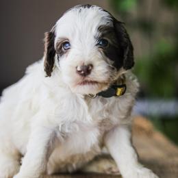 Bonnie - Chocolate female Labradoodle puppy in Crete, Nebraska from Doodles & Co