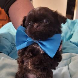 BaBoo - Sable male Shih Tzu puppy in Newport, Arkansas from Gina's Lil Zues and Yorkies Kennel