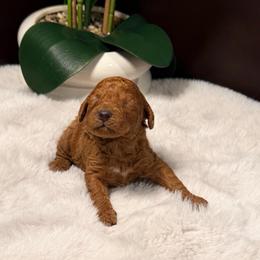 The Little Princess - Red  female Poodle puppy in Davie, Florida from Dave Poodles
