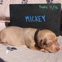 Mickey - Chocolate male Dachshund puppy in Prospect, Oregon from Spunky Sausage Pups