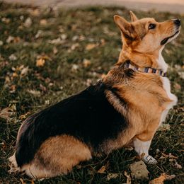 Pembroke Welsh Corgis from Cardinal Corgis