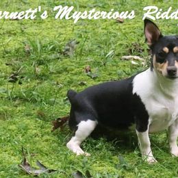 Teddy Roosevelt Terriers from Barnett’s Rambling Terriers