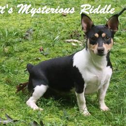 Teddy Roosevelt Terriers from Barnett’s Rambling Terriers