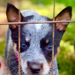 Female 4 - Blue mottled female Australian Cattle Dog puppy in Morton, Mississippi from Heart K Kennels