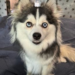 Duchess - Pomsky