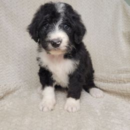 Quartz - Tri-color male Bernedoodle puppy in Shelton, Washington from NW Bernedoodles of Washington