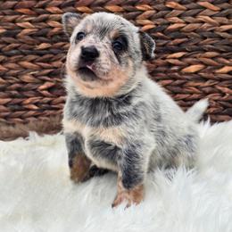 (Purple) Blue Female - Blue speckled female Australian Cattle Dog puppy in Burleson, Texas from Bluebonnet Heelers