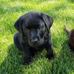 Labrador Retrievers from Destiny Labradors