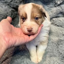 Australian Shepherd Puppies from Bullet & Whiskey’s Pups