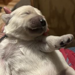 Golden Retriever Puppies from Hagan's Golden Retrievers
