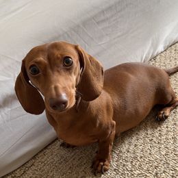 Estelle Wright - Dachshund