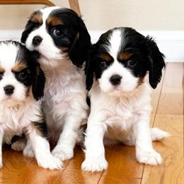 Cavalier King Charles Spaniels from Paradise Cavaliers