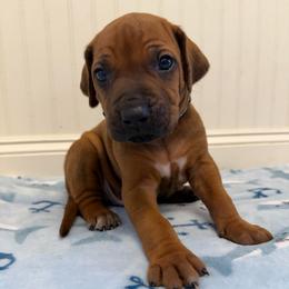 Bandit - Rd whtn blk nose male Rhodesian Ridgeback puppy in Montgomery, Texas from Timber Ridge Kennels