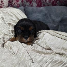 Latte - Black and tan male Cavalier King Charles Spaniel puppy in Neosho, Missouri from Pups on the Ridge