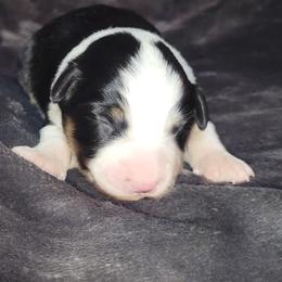 Tinker Bell - Black tri female Miniature Australian Shepherd puppy in Sunbury, Pennsylvania from Elemental Mini Aussies