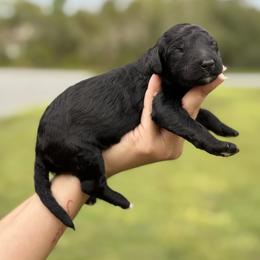 Coming Soon - Black female Poodle puppy in Spring Hill, Florida from Lecanto Puppy