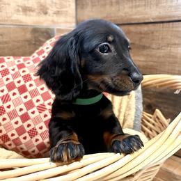 Boy 2 - male Dachshund puppy in Mountain Home, Arkansas from The Teacup Homestead Miniature Dachshunds