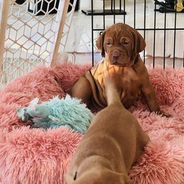 Vizsla Puppies from Royal Vizslas