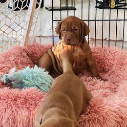 Vizsla Puppies from Royal Vizslas