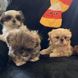 Shih Tzus from Mia Shih Tzus