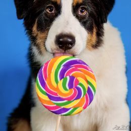 Australian Shepherd Puppies from Rocking Diamond