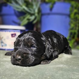 Grinch - Black and tan male Cockapoo puppy in Indiahoma, Oklahoma from Phamily Doodles