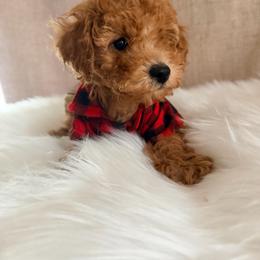 Biscuit - Brown male Poodle puppy in Apex, North Carolina from Happy puppies