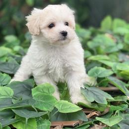 Maltipoo puppies from Imperial Dogs