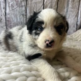 Peach - Orange Collar - Blue merle female Australian Shepherd puppy in San Marcos, California from Faith Family Freedom Farm