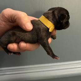 Yellow collar - Silver female Pug puppy in Tucson, Arizona from Furever Friends