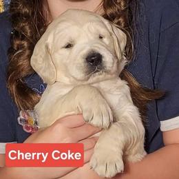5th pick of the boys from the Soda Pop Pups - Golden male Golden Retriever puppy in Fithian, Illinois from LOMAH Retrievers